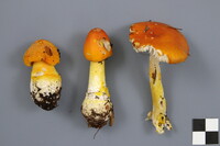 Amanita frostiana image